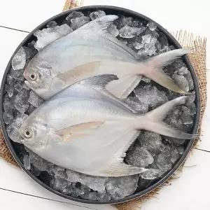 [요리조리]국내산 병어 대 5미 (1미 180g 이상)