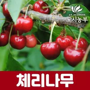 체리나무 묘목 왜성체리 (러시아8호) 2중콜트대목 접목1년특묘/나무/묘목/도시같이