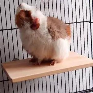 새장 부착형 원목 횃대 스탠드 소형 조류 휴식 발판 앵무새 놀이 공간 자연 나무