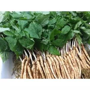 이장농산 프리미엄 웰빙 새싹삼 중 50수 홍삼 스마트