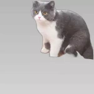 심심한 고양이 놀아주기 스크래쳐 우드 낚시대 인형