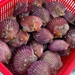 온리진 홍가리비 3KG