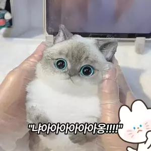 bookaz 고양이 말랑이 5종 스퀴시 스트레스 해소 장난감 촉감 인형 찐득볼