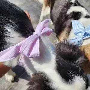 친절한탄씨 쿨스카프 강아지 고양이 여름 냉감 스카프 얼음 쿨 동물 도그 강아지 쿨링 목