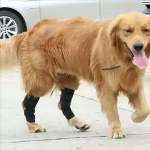 고정 강아지 슬개골 보조기 케어 반려견 다리 보호대 밴드 재활