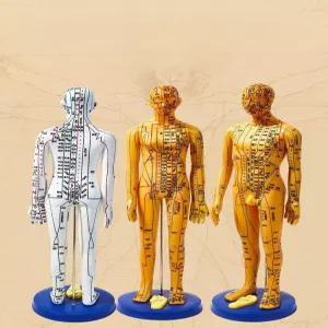 경혈 인체경락모형 전신 교습용 교육용 한의원 위치 혈자리 침술모형 한방 침구