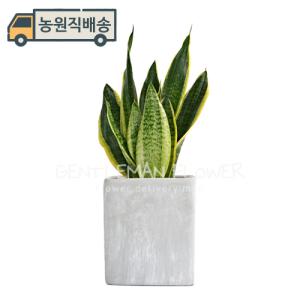 산세베리아 테이블화분 (SH0033T) 거실 개업화분 실내공기정화식물