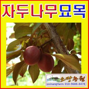 GZ(소망)자두나무 묘목(추희)/접목1년2그루