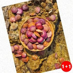 통영깐멍게 멍게 통영 가정용 깐멍게 300g 회 비빔밥 신선 산지 (주문의2배수량배송)