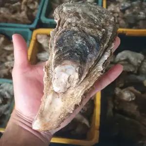 [장보리]신선한 자연산 바위굴 4kg