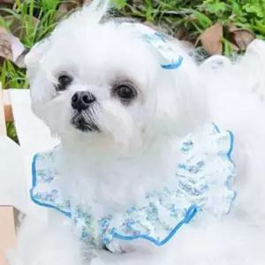 [반려패션] 여름 고양이 애견 원피스 플라워 강아지 반려동물 머리핀