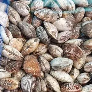 [팜스] 남해 왕바지락 3kg(1kg당 45미내외)