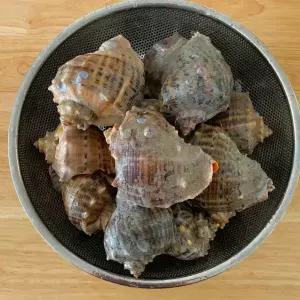 싱싱 참소라 1kg(3-7미)