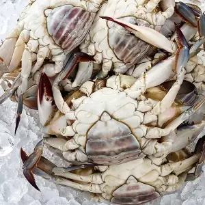 국내산 활꽃게 1kg 소