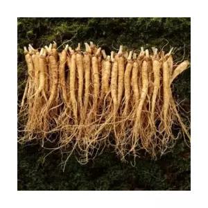 금산 인삼 세척 소 삼계 500g 40 50뿌리 5 6년근 선물세트 모임 설날 명절 친정 시댁