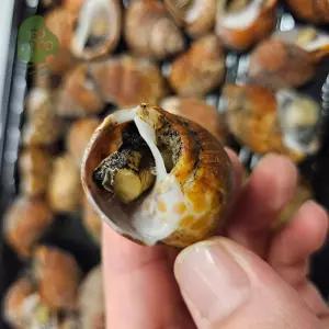 건담농수산 자숙 범고동 500G X 2 초장포함 캠핑음식밀키트 골뱅이 소주안주