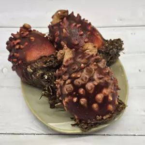 자연산 제철 활멍게 참멍게 특대 1kg