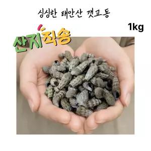 당일조업으로 더싱싱한 갯고동 안면도 바다다슬기 1KG 갯고둥 다슬기