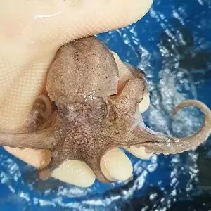수락수산 생물 쭈꾸미1kg(9~10미내외)