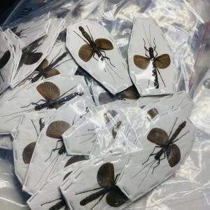 1pc Polybothris Sumptuosa Gema 실제 곤충 표본 교육에 대한 관찰 홈 인테리어 휴일 선물 조각