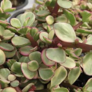 아악무 사랑무 코끼리 풀 화분 15cm 좋은 마사토 꼼꼼 안전 포장
