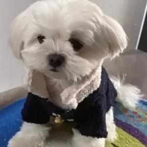 강아지코트 떡볶이단추 강아지 겨울옷 반려동물 외투