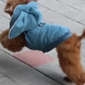 강아지 토끼 뽀글이 하네스 패딩 블루 1P 겨울 산책