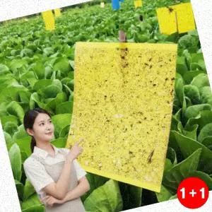초파리퇴치제 주방거실 끈끈이트랩 20x25cm 양면형 벌레퇴치 강력접착