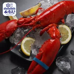 [씨토랑]캐나다 자숙랍스터 대 4미/미당 400~450g/냉동