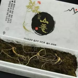 산양삼프리미엄 부모님칠순선물 환갑선물 기력보충 자연산장뇌삼 심마니특선 삼