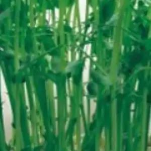 새싹전용 새싹 완두 콩 야채 종자 품종 씨앗 300g