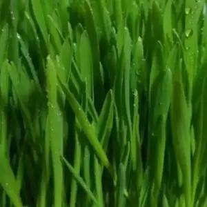 새싹전용 새싹 보리 야채 채소 종자 씨앗 키우기 600g