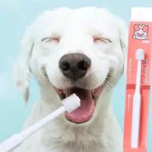 PET 강아지 고양이 360도 칫솔