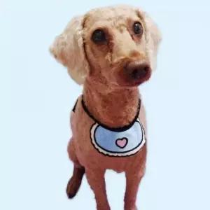 [반려패션] 턱받침 고양 강아지목줄 고양이스카프 반려동물 A 소