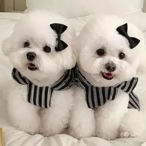 [반려패션] 스트라이프 리본 강아지옷 블랙 펫드레스