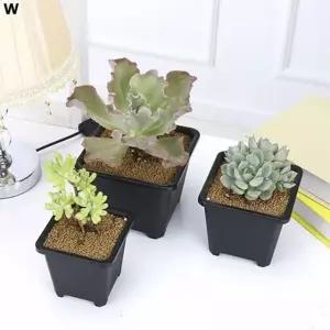 플라스틱 사각 다육이 화분(14 X 14cm) 10개 원예용품 (WBADC0B)