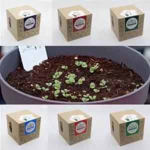 베란다텃밭 홈가드닝 야채 재배 채소 키우기 세트 미니화분