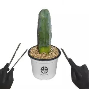 옆집샵 용신목 선인장 키트 기둥 사막 식물 관찰 실험용 자르기 학습 교구
