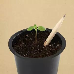 꿈쟁이 몽당씨앗연필2p 식물기르기 방울토마토 외 4종