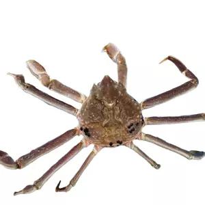유쎌스토어 러시아 자숙 대게 5KG(자숙 전 중량) 손질대게 홍게