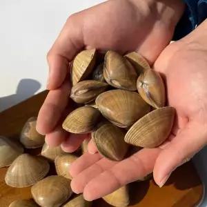 국내산 제철 명주조개 1kg 해감 개량조개 갈미조개