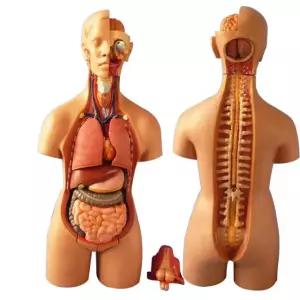 인체 해부도 장기 척추 인형 혈관 모형 뇌 실험 과학 교육 해부 해부학 뼈도형도형 구조