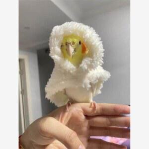 뽀글이 앵무새옷 보온 망토 가을 핑크 후드