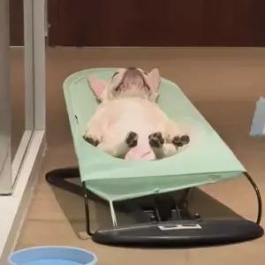 소형견 흔들의자 중형견 메시 반려견 침대 소파 해먹