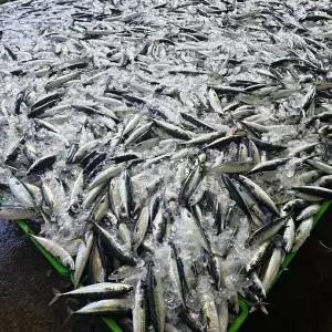 [장보리]국내산 생물 통고등어 1kg
