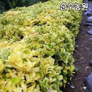 황금사철나무 묘목 삽목2년 뿌리묘 10개/실내조경/생울타리/악센트 조경