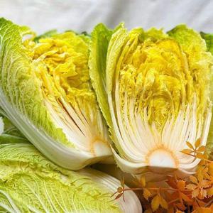 갤러리아_해남 베타미니배추 2.5kg(3~4포기)/프리미엄 알배기 미니배추