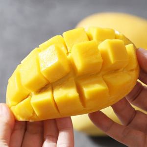 [후레쉬데이] 프리미엄 태국망고 4kg내외 8-16과