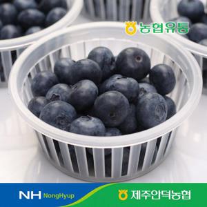 농협유통 제주 안덕농협 블루베리 생과 100g x 6팩 / 18~20mm