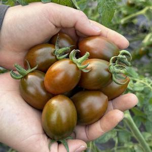 산지직송 흑대추방울토마토 1kg
